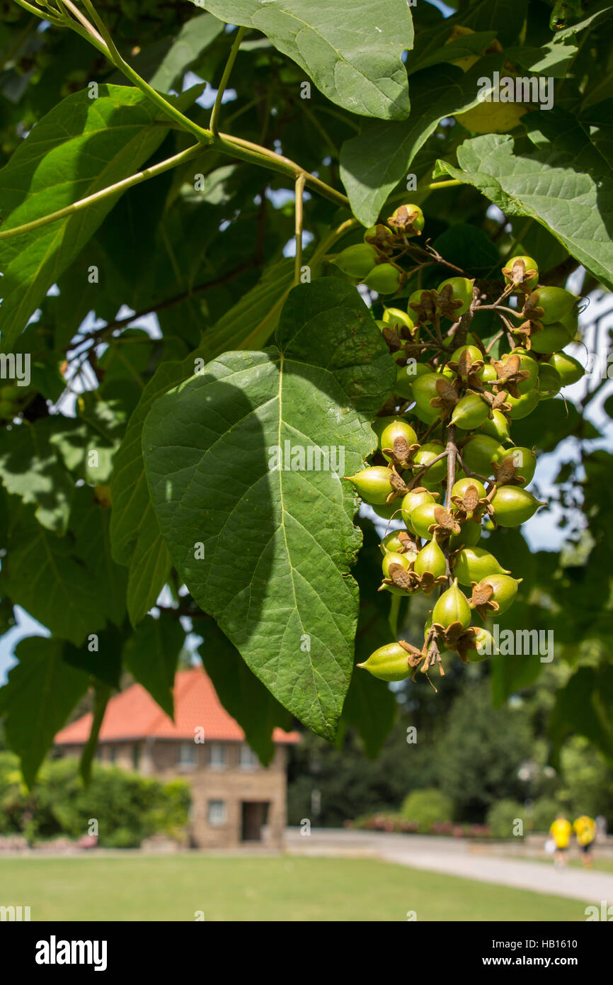 Paulownia Blatt Stockfotos und bilder Kaufen Alamy