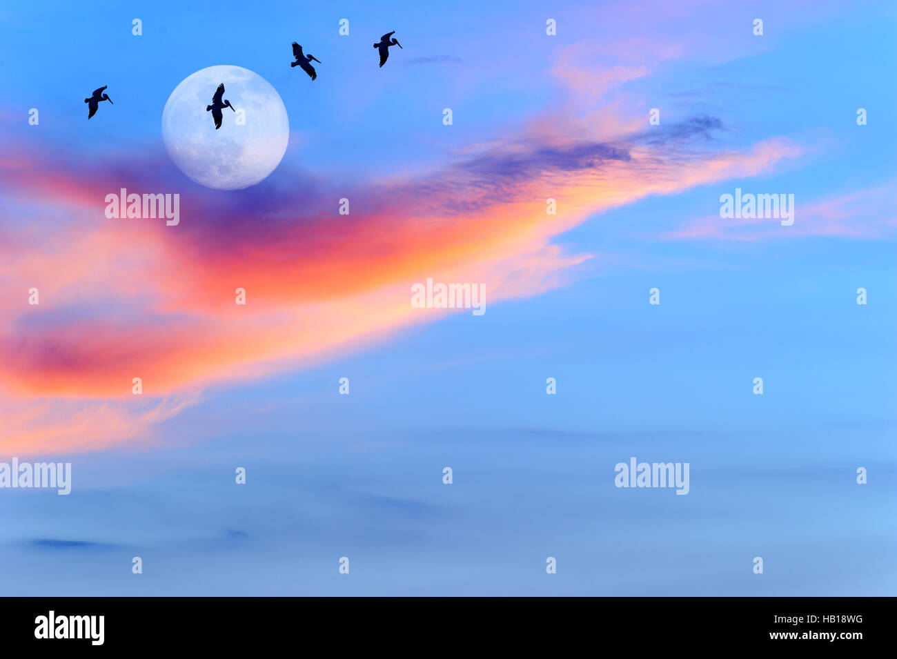 Vögel Silhouetten Sonnenuntergang Mond hat vier große Vögel, die fliegen durch das Licht des Mondes. Stockfoto