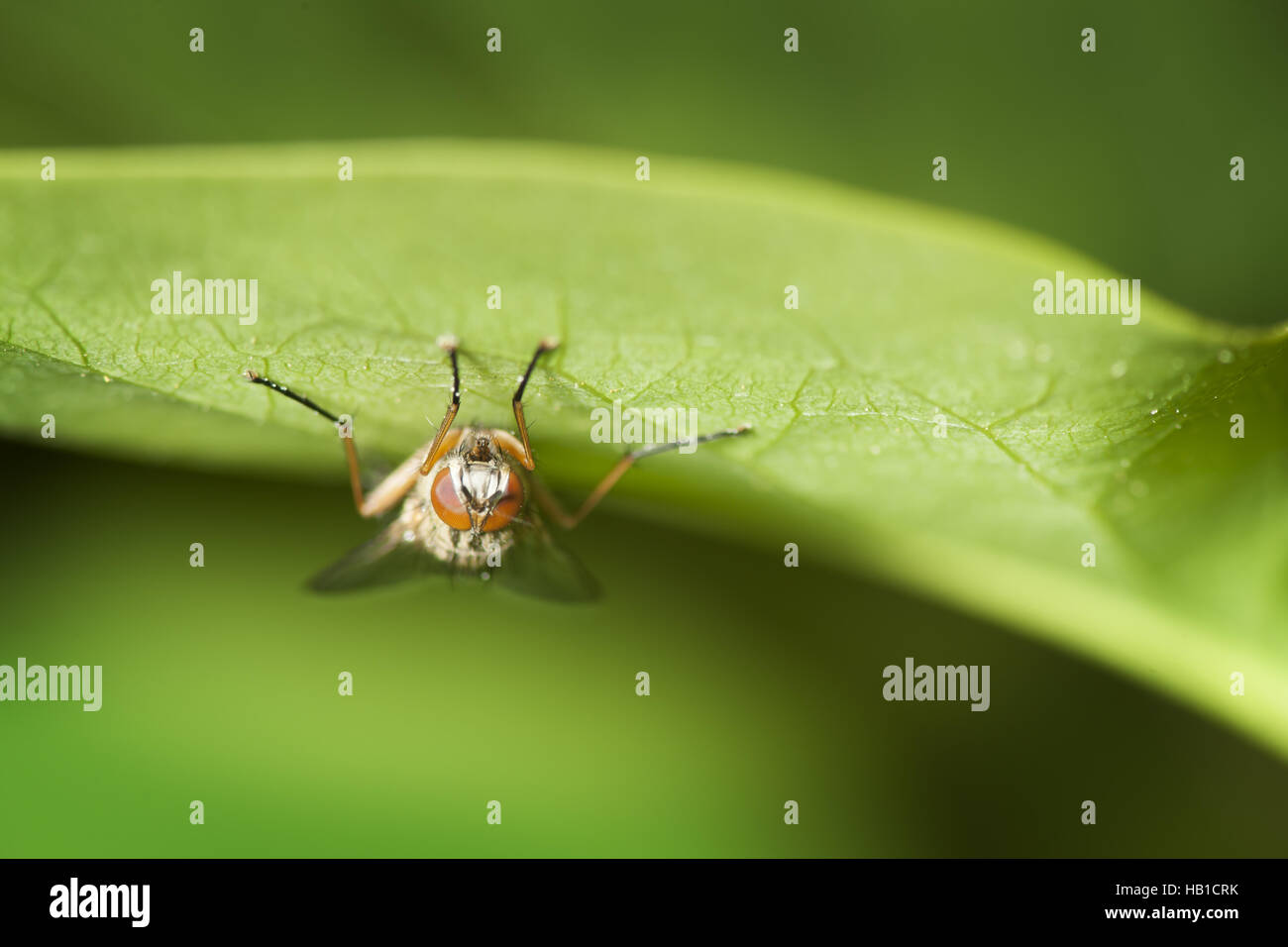 gelber Kot Fliege unter Blatt Stockfoto