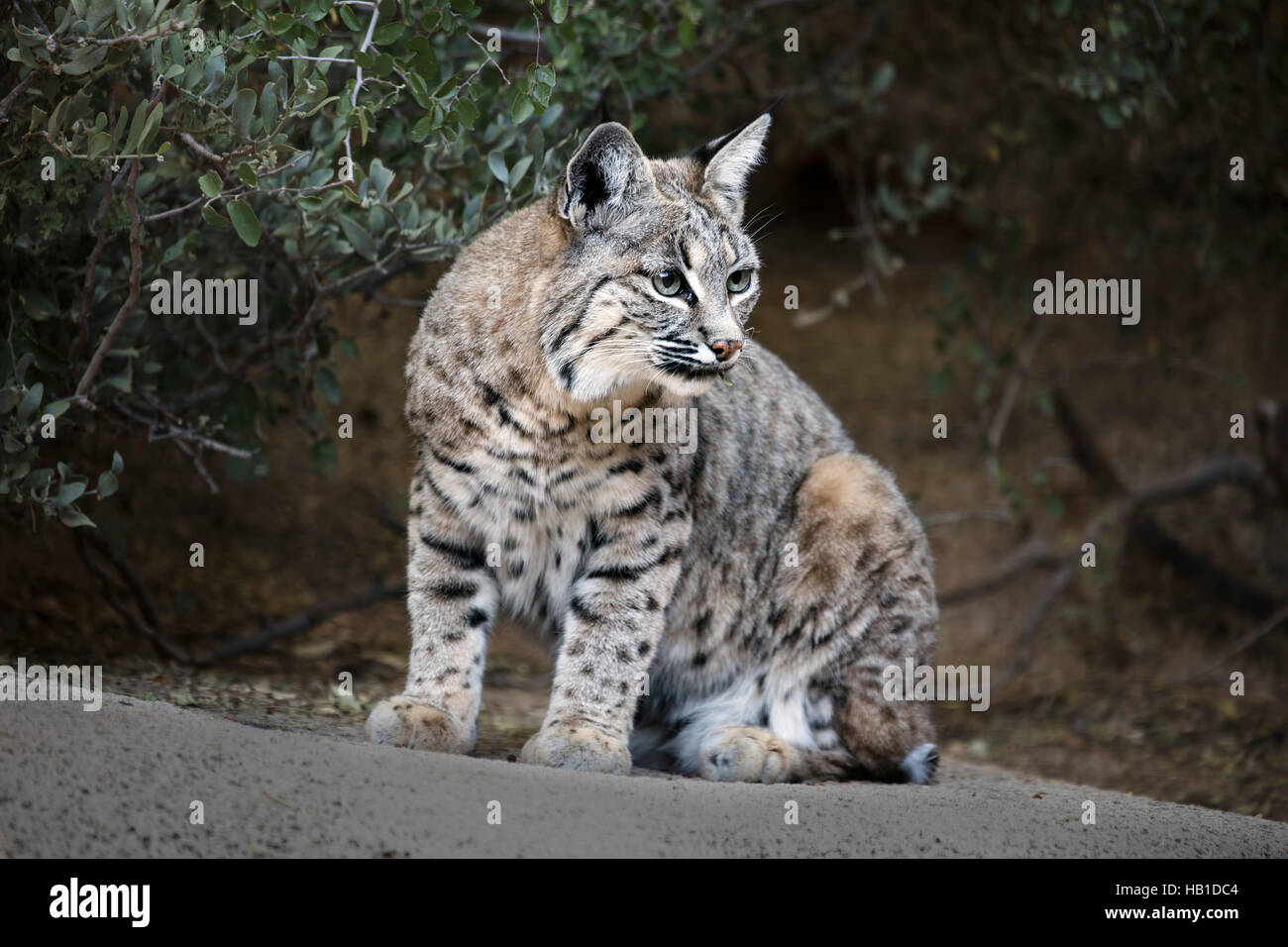 Rotluchse; Arizona-Sonora Desert Museum; Carol Gray; www.grayfoxxpixx.com; Stockfoto