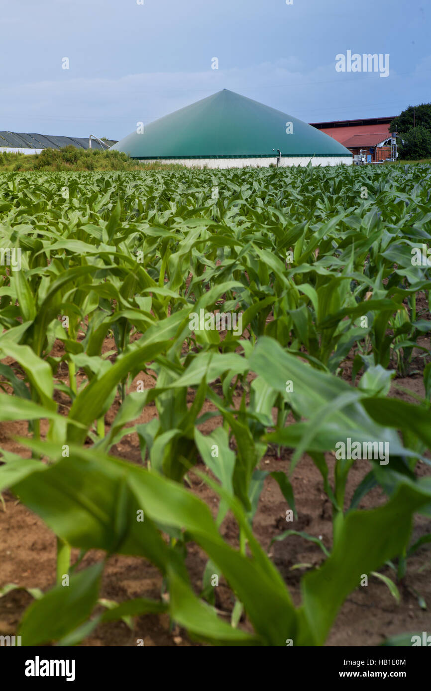 Biogasanlage in einem Maisfeld Stockfoto