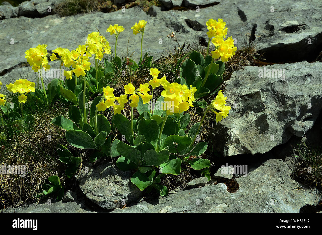 Berg-Schlüsselblume; Blume; Alpenblume; Stockfoto