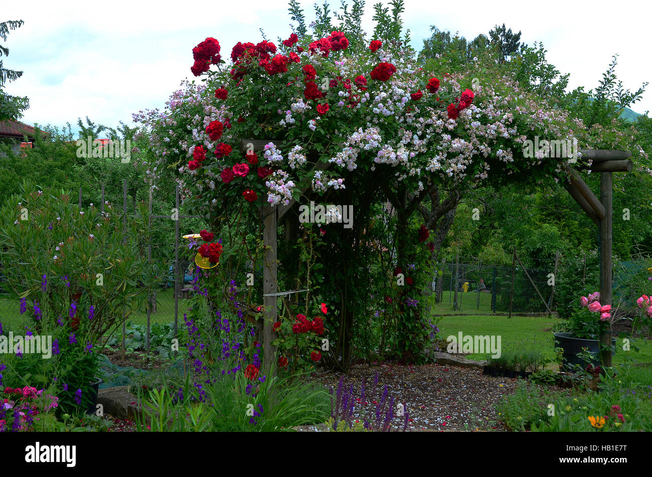 Kletterrose; Rambler-Rose; Garten; Stockfoto