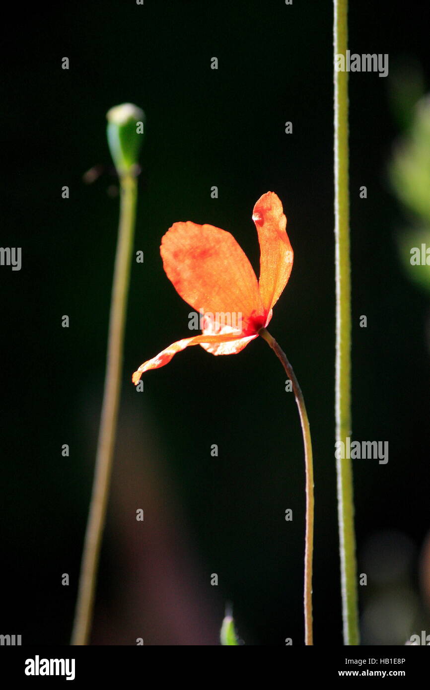 blühender Mohn Stockfoto