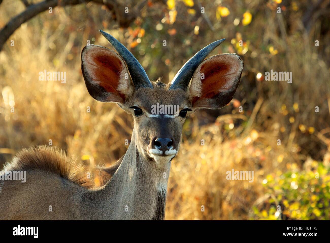 Männliche Kudu Stockfoto