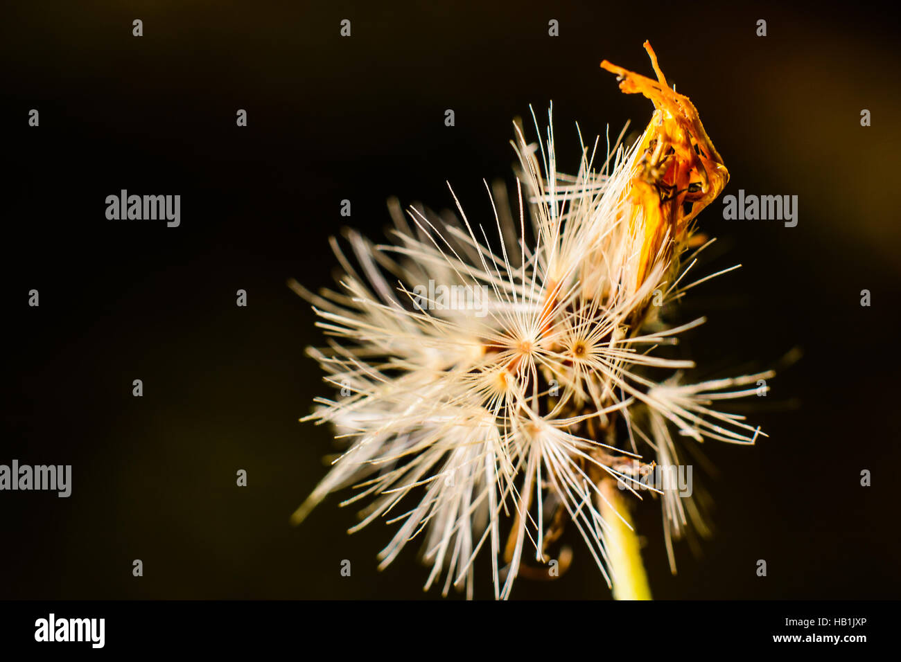 Wildblume Stockfoto