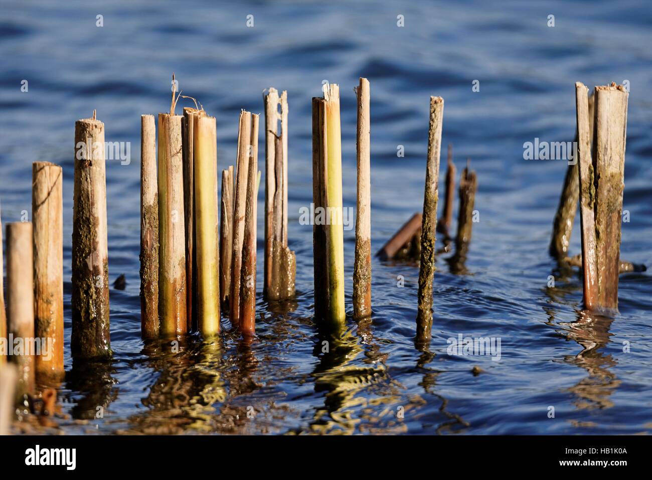 Phragmites Stockfoto