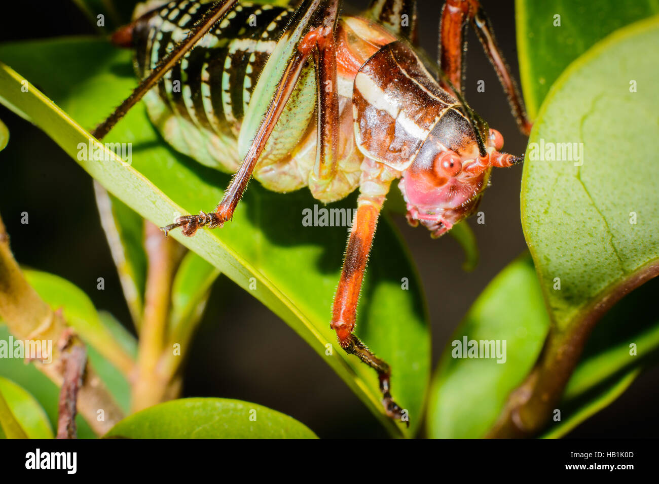 Heuschrecke in der Hecke Stockfoto