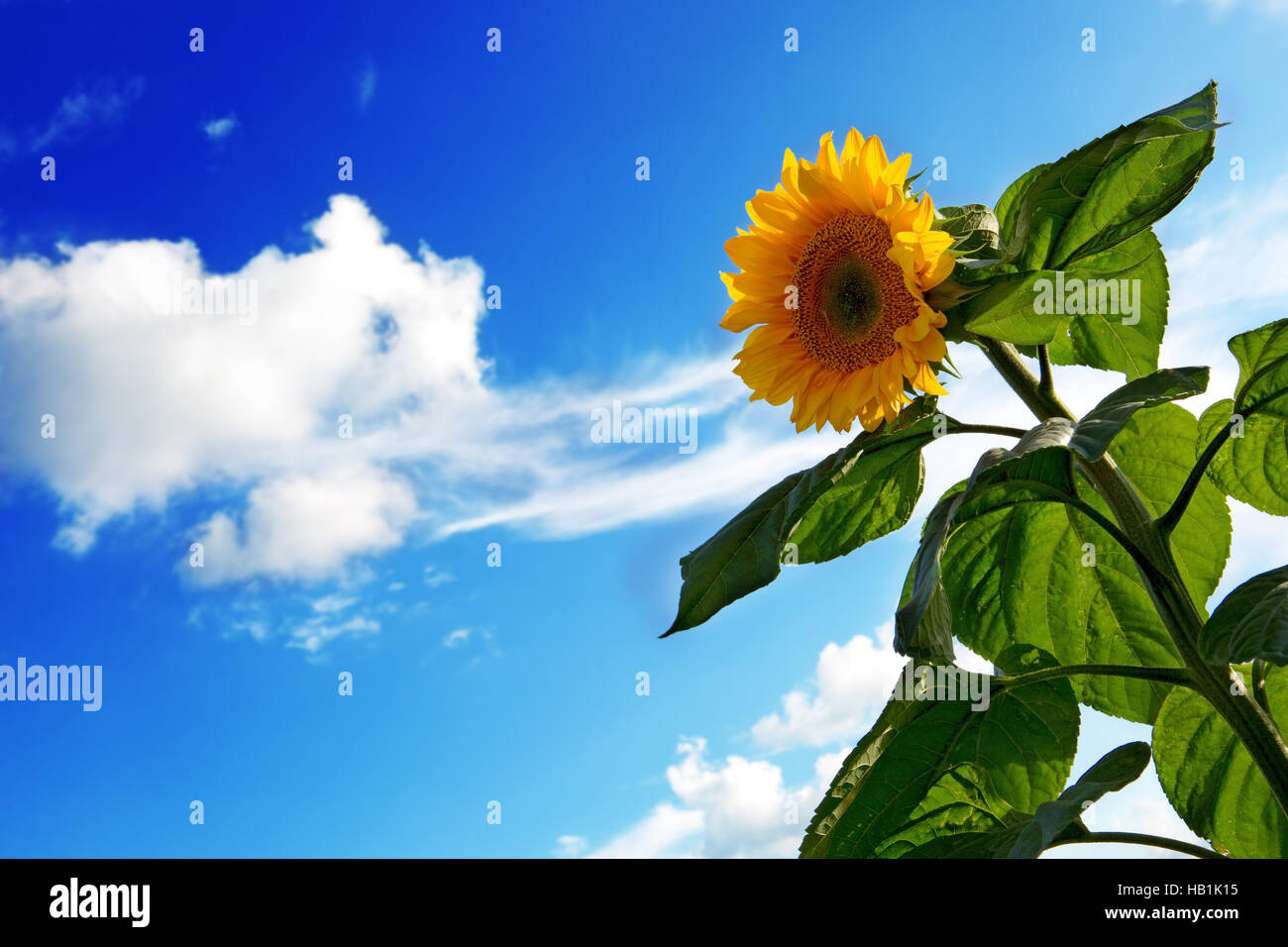 Sonnenblume Stockfoto
