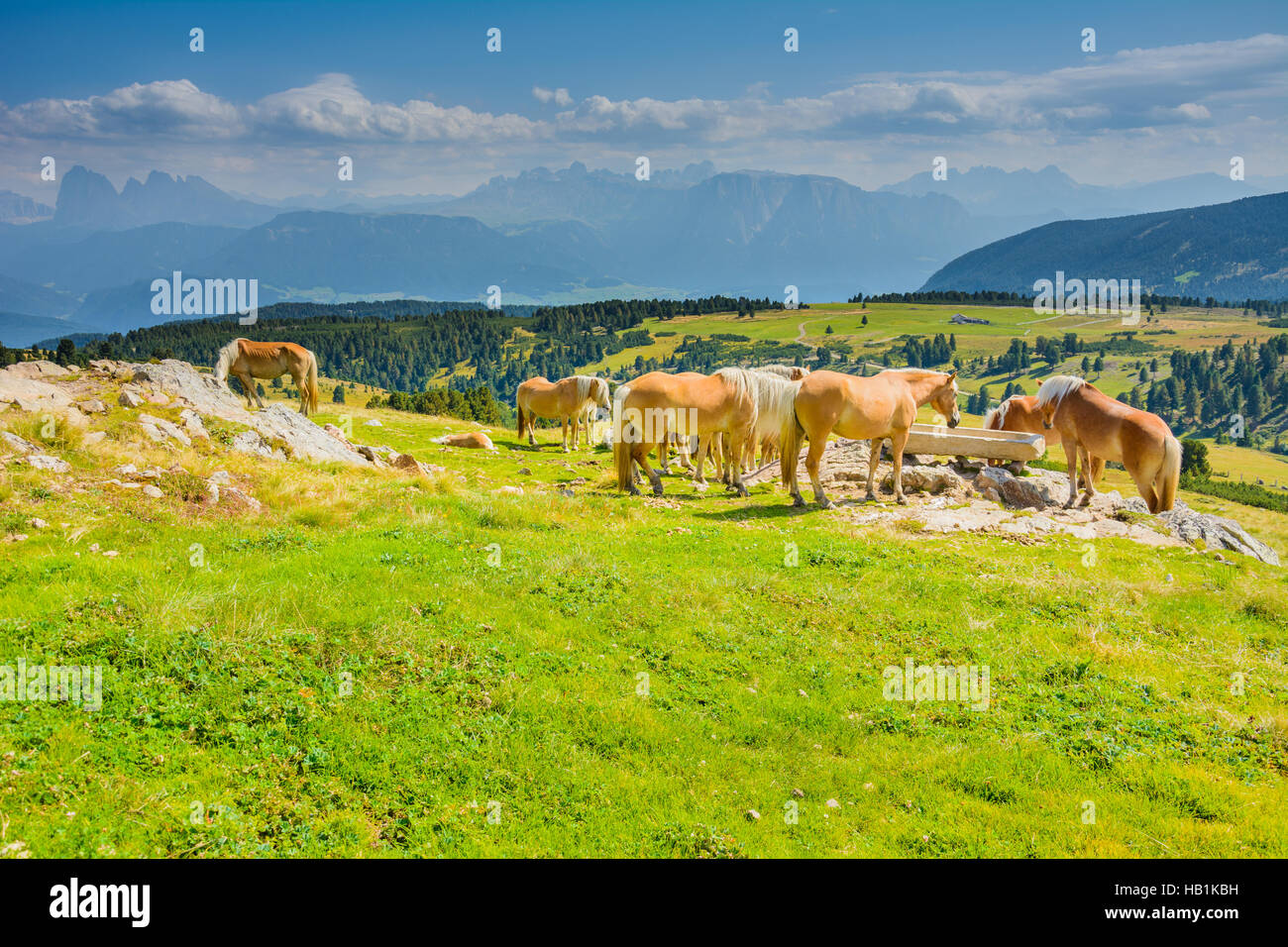 Haflinger Mit Seiseralmpanorama Stockfoto