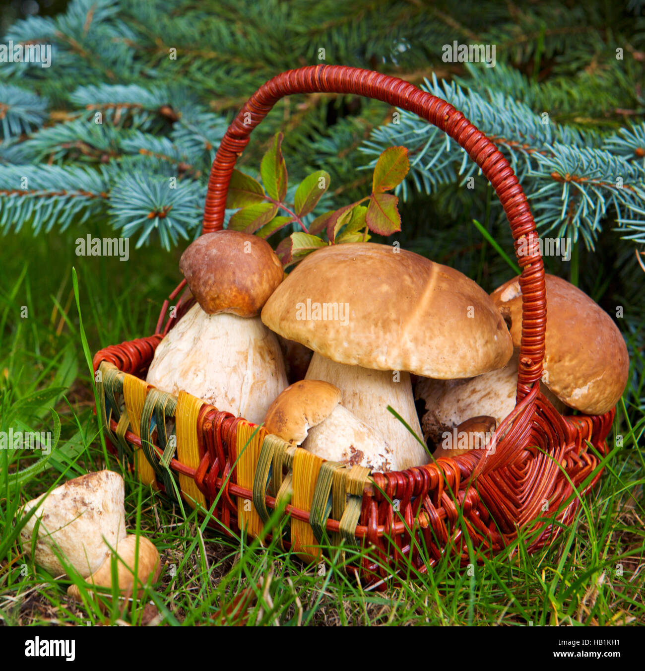 Frische Steinpilze im herbstlichen Wald. Stockfoto