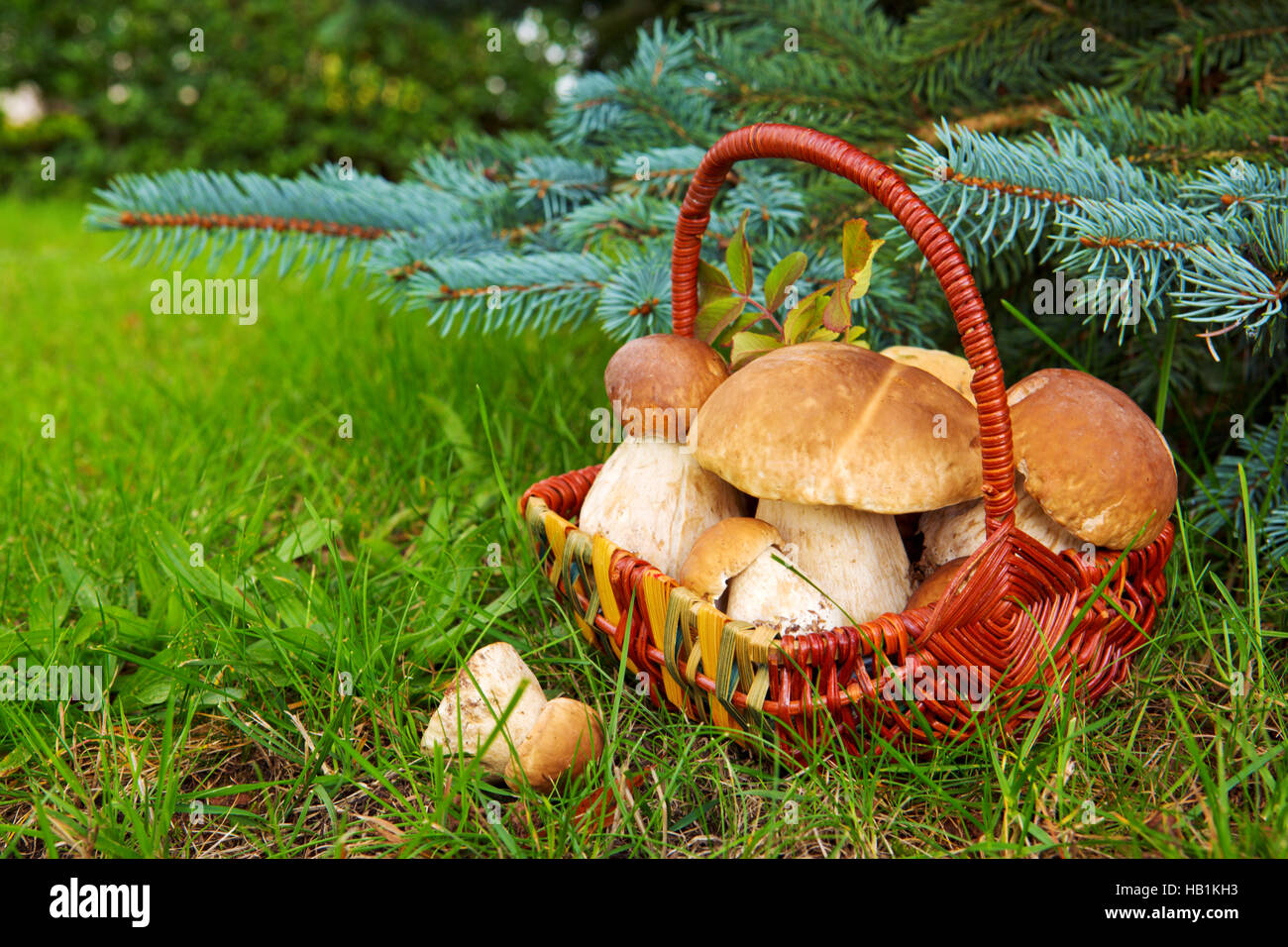Frische Steinpilze im herbstlichen Wald. Stockfoto