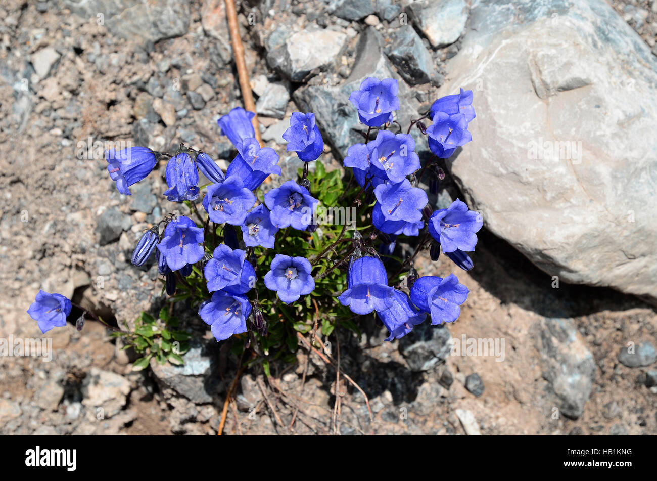 Glockenblume, Bluebell, Blume, Blüte, Stockfoto