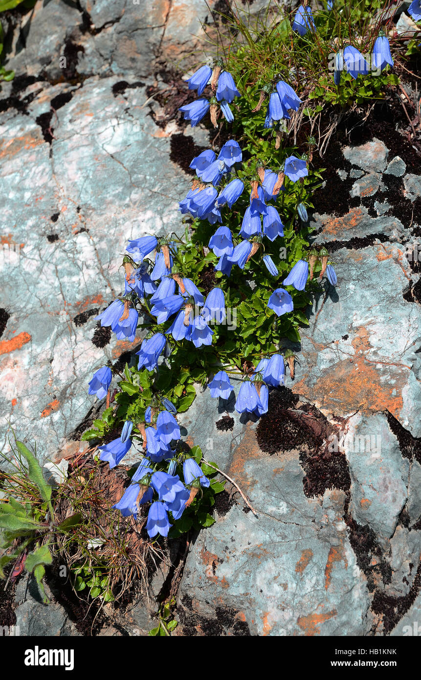 Glockenblume, Bluebell, Blume, Blüte, Stockfoto