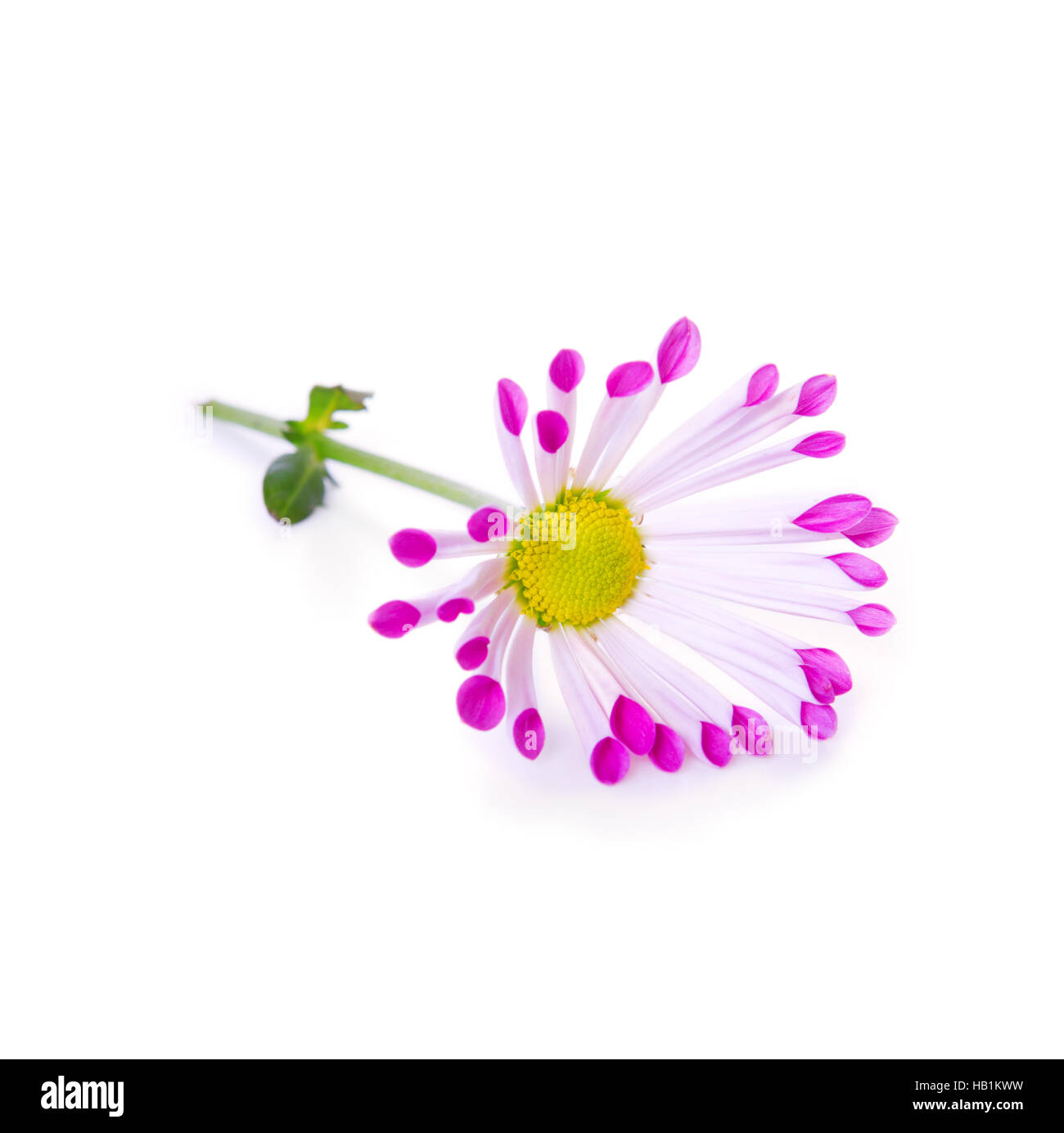 Daisy Flower isoliert. Stockfoto