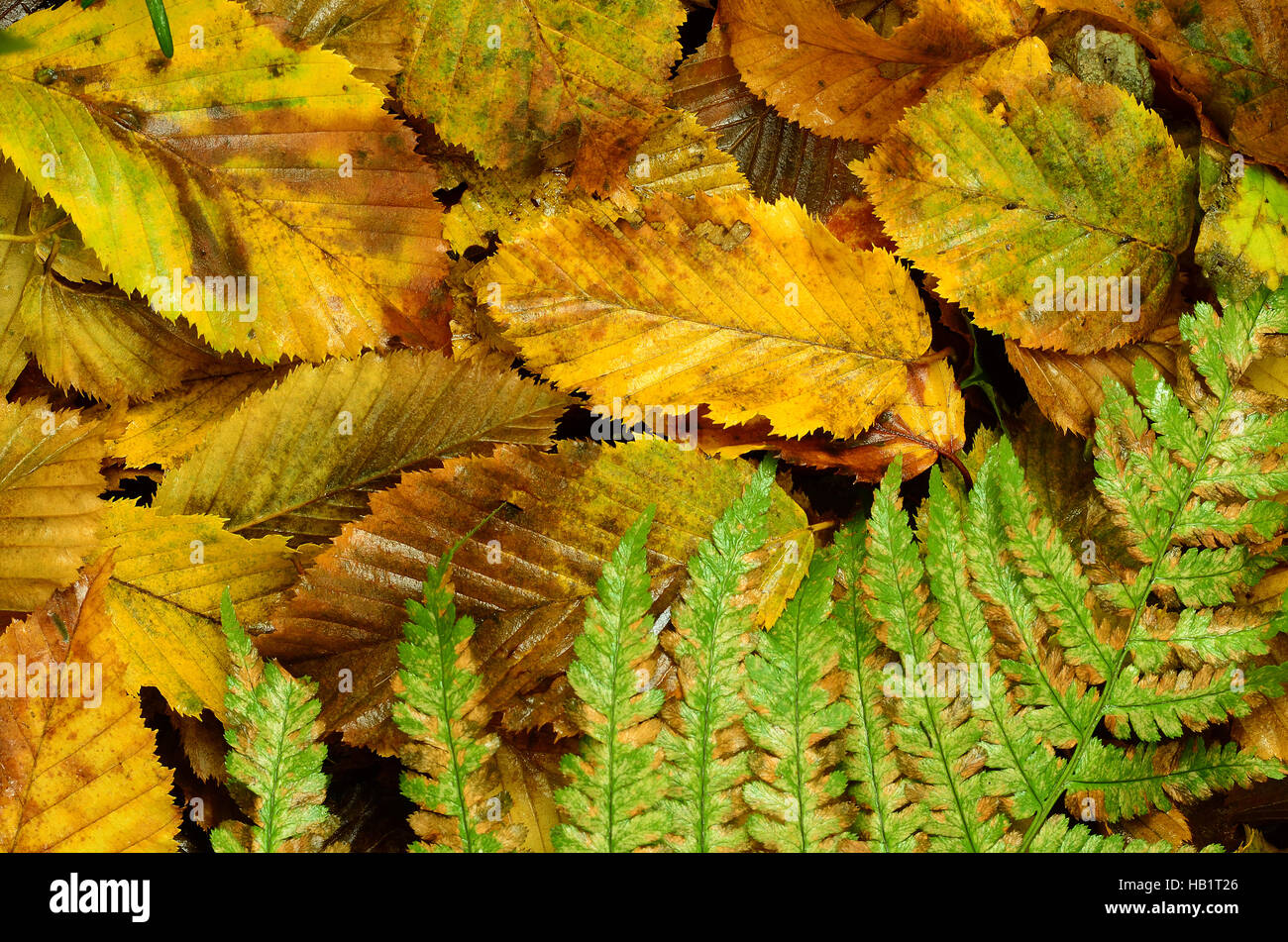 Herbst, Blatt, Blätter, Farn, Coloful, Natur Stockfoto