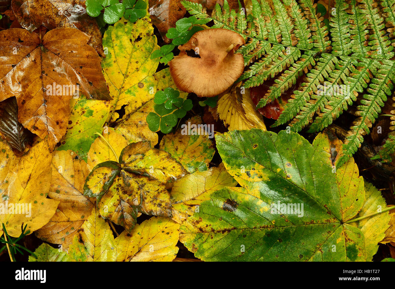 Herbst, Blatt, Blätter, Farn, Coloful, Pilz Stockfoto
