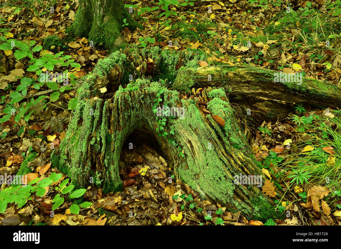 Baum, Baumstumpf, Moos, Flechten, Herbst Stockfoto