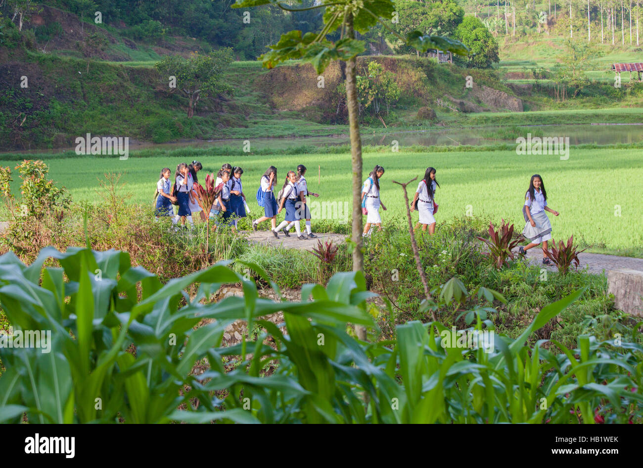 Mädchen, die zu Fuß zur Schule Weg über Reisfelder, morgens Stockfoto