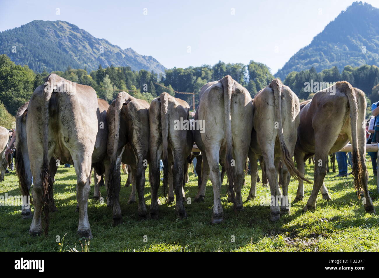 Kühe von hinten in der Reihe Stockfoto
