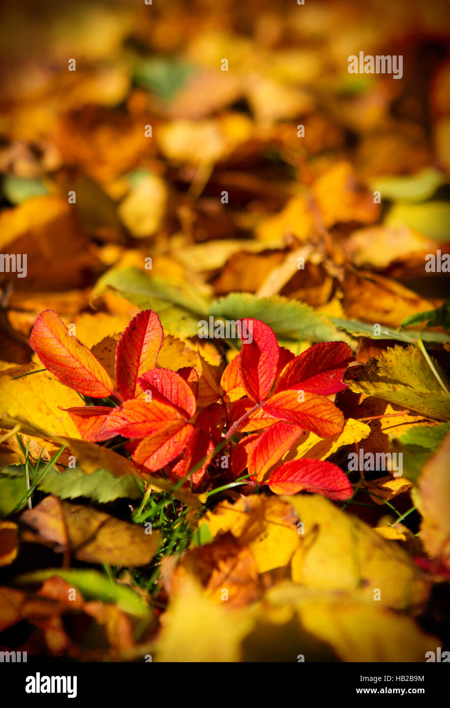 Bunte Blätter Hintergrund. Stockfoto