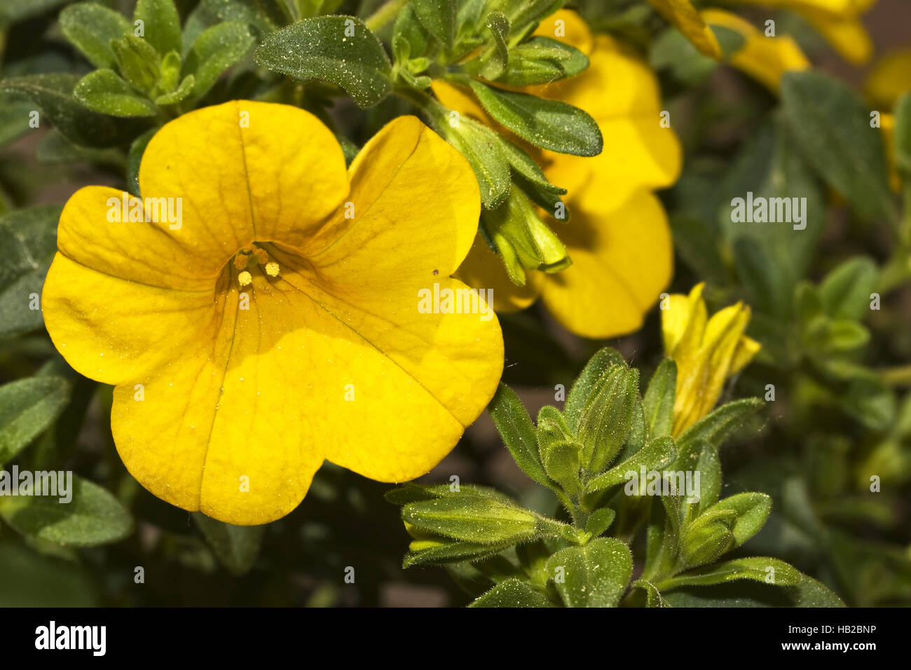 Petunien Callibrachoa Million Bells Stockfoto