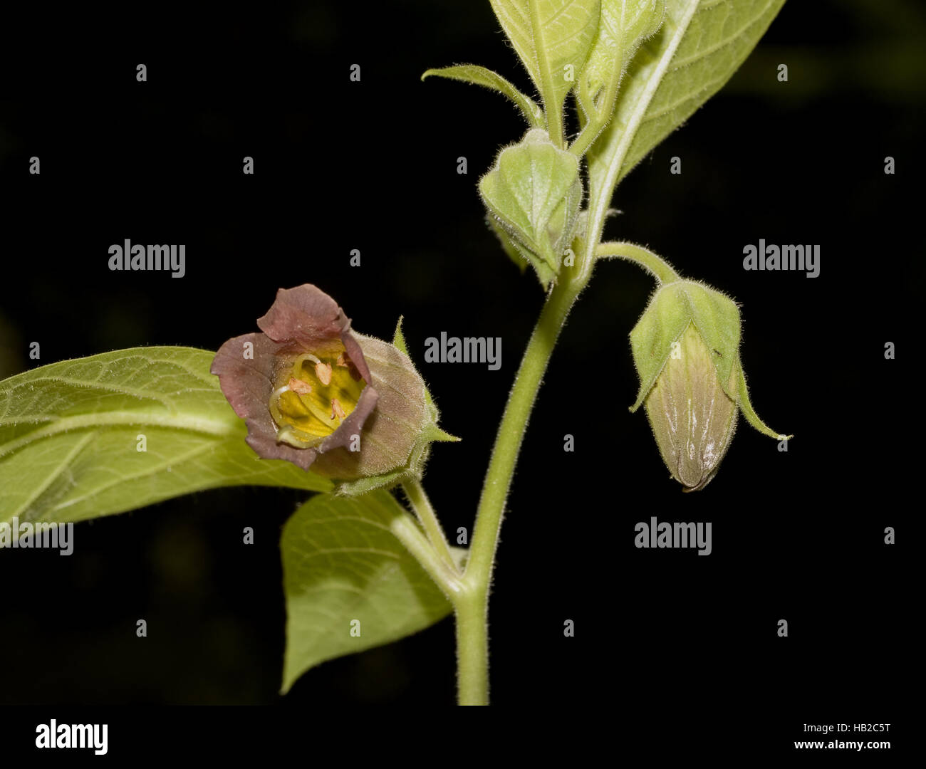 Blüte Atropa Belladonna Stockfoto