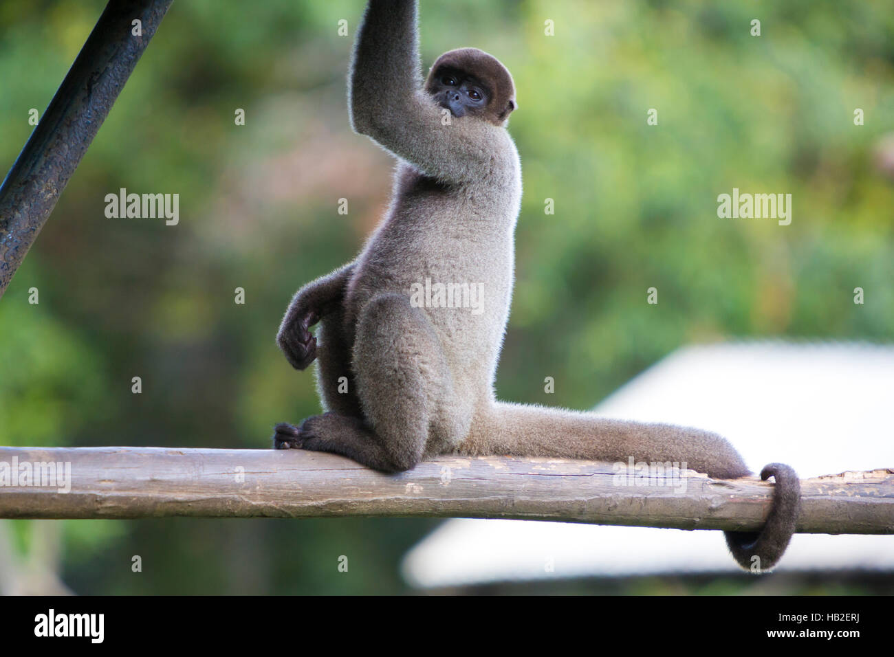 Schimpanse auf einem Ast im Zoo von Manaus, Brasilien. Stockfoto