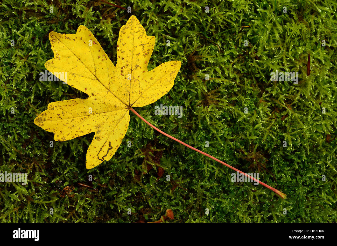Blatt, Herbst, Herbst Blatt Ahorn Stockfoto