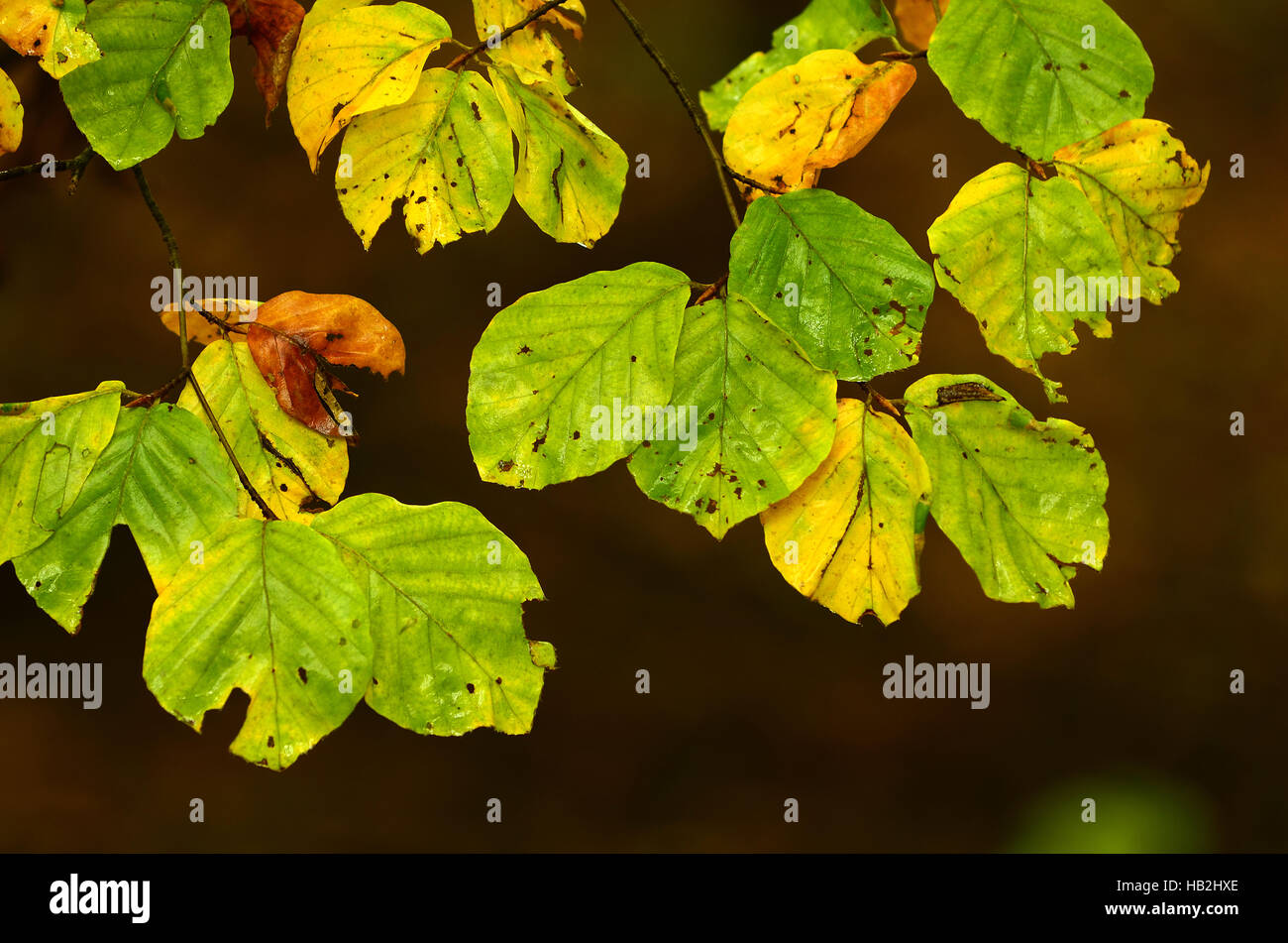 Herbstlaub, idyllische, atmosphärische, Herbst Stockfoto