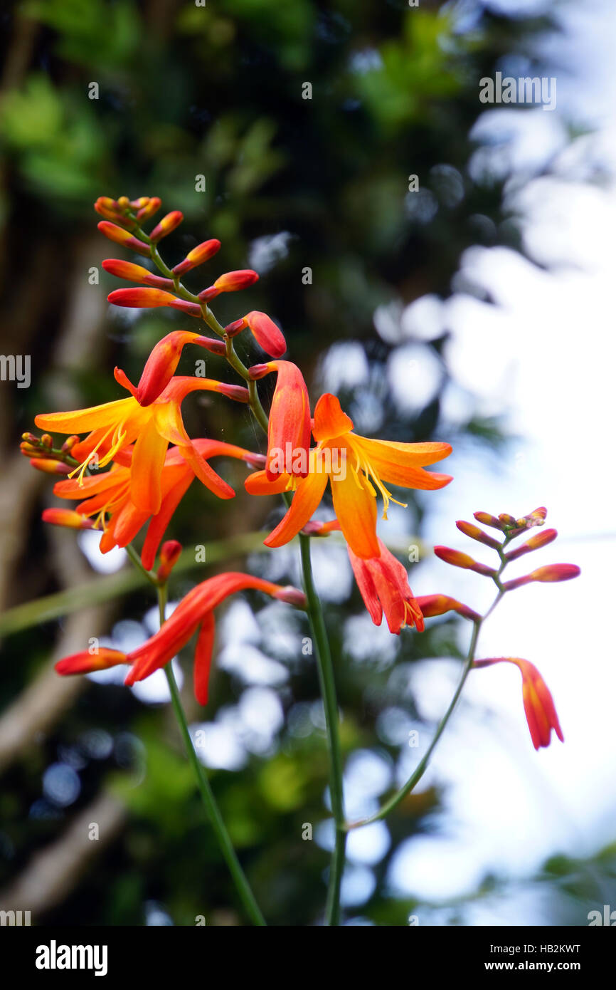 monbretia Stockfoto