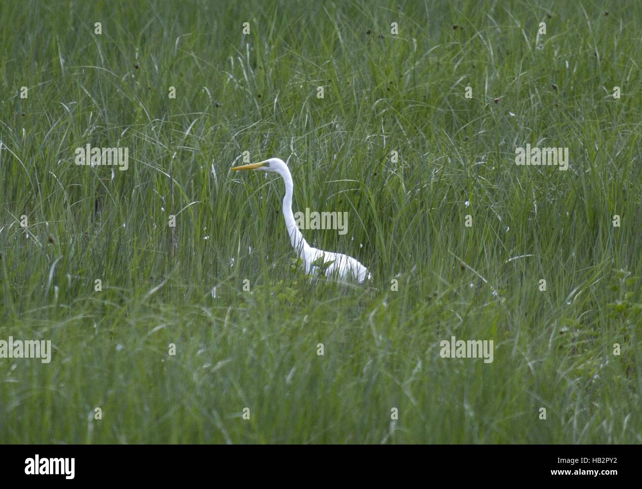 Silberreiher, Burgas, Bulgarien Stockfoto