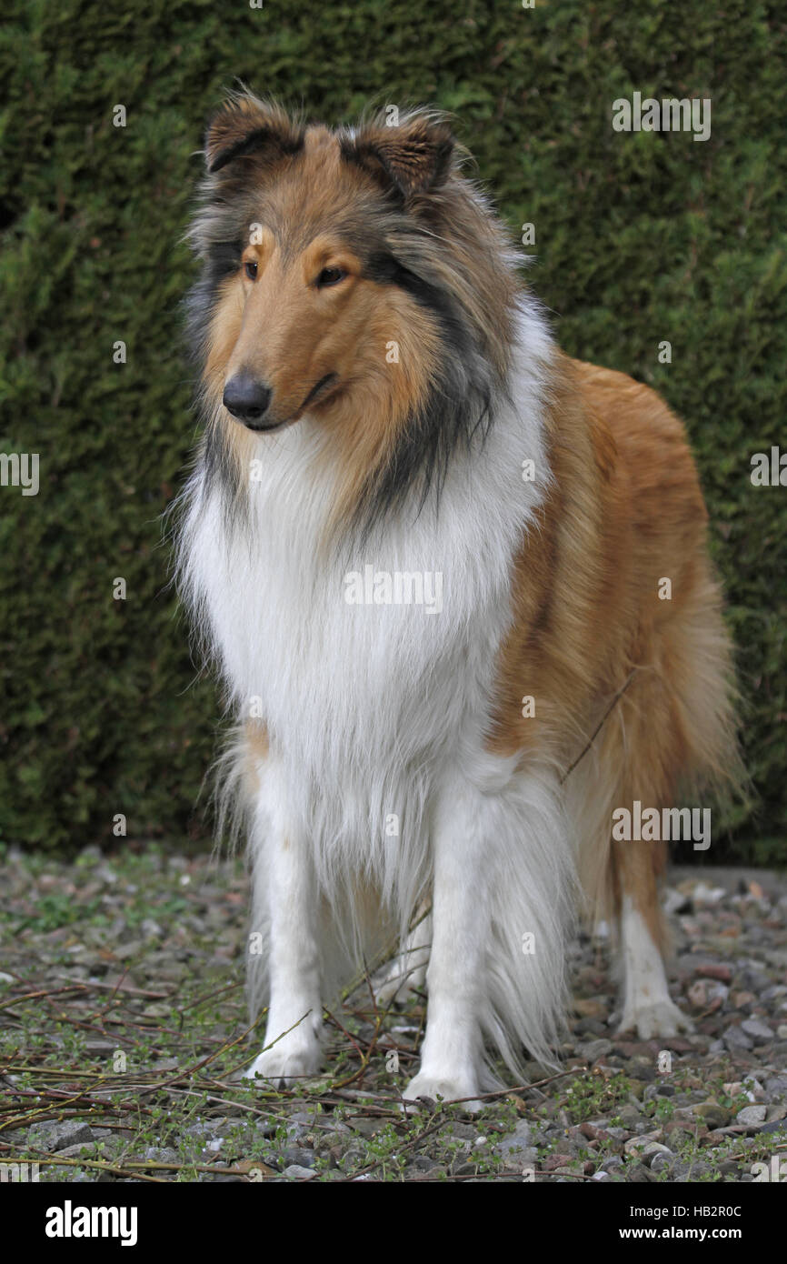 Collie Stockfoto
