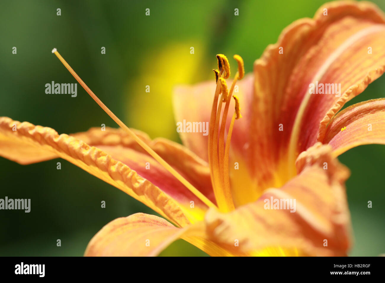 exotische Blüte Stockfoto