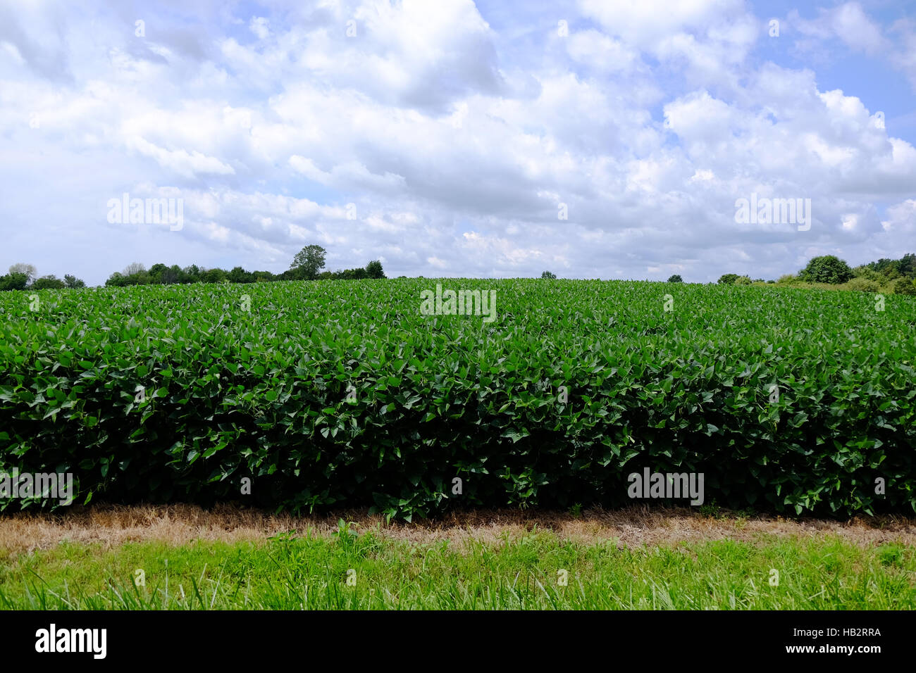 Soja-Feld im Sommer. Stockfoto