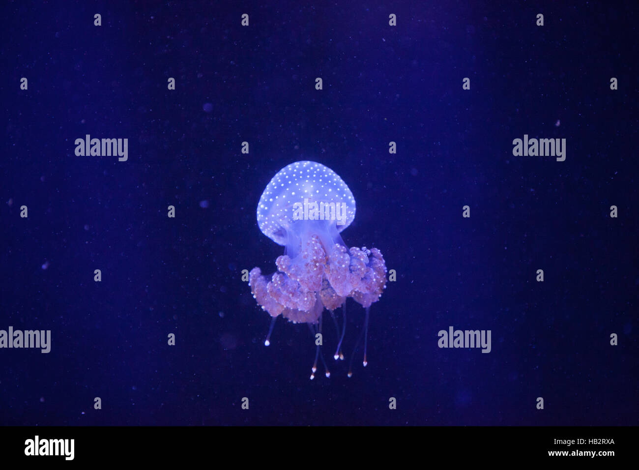 Australische entdeckt Gelee, Phyllorhiza Trommler Stockfoto