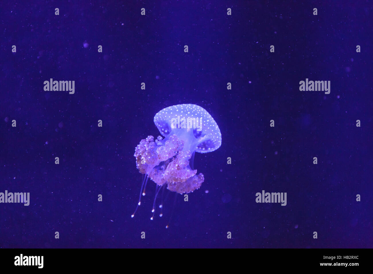 Australische entdeckt Gelee, Phyllorhiza Trommler Stockfoto