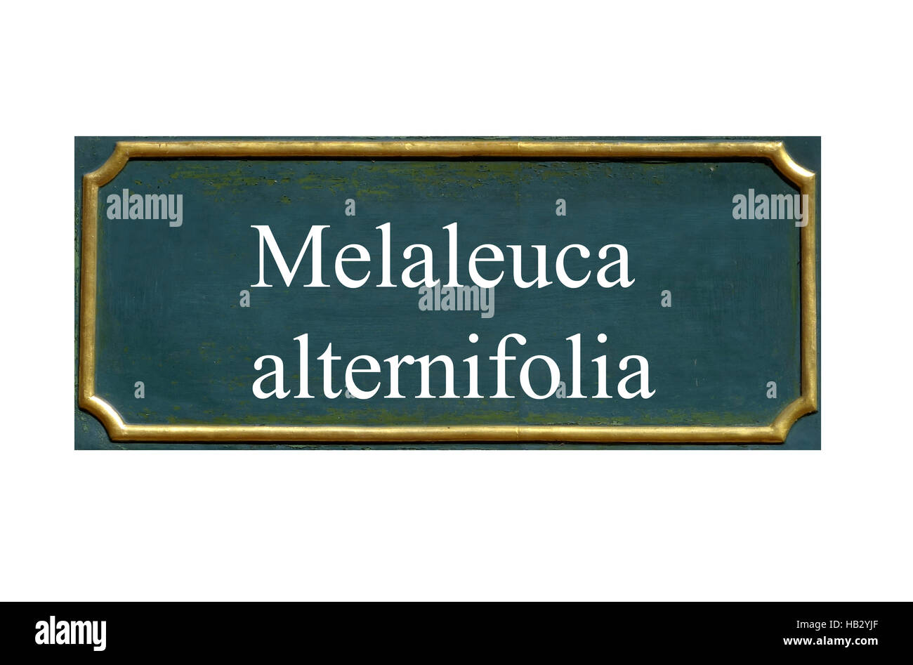 Schild Melaleuca alternifolia Stockfoto