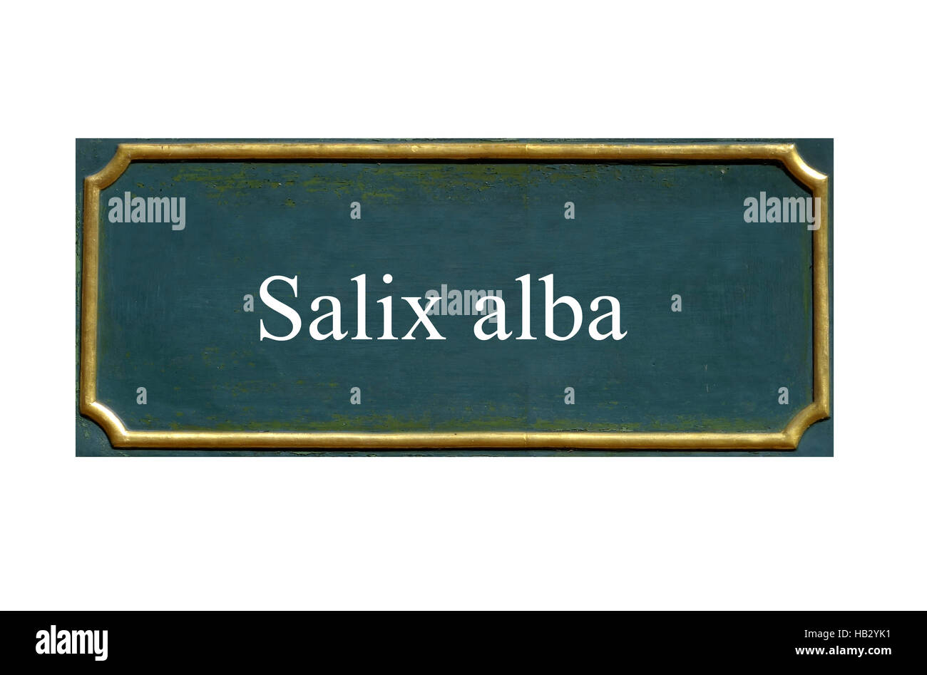 Schild Salix Alba Stockfoto