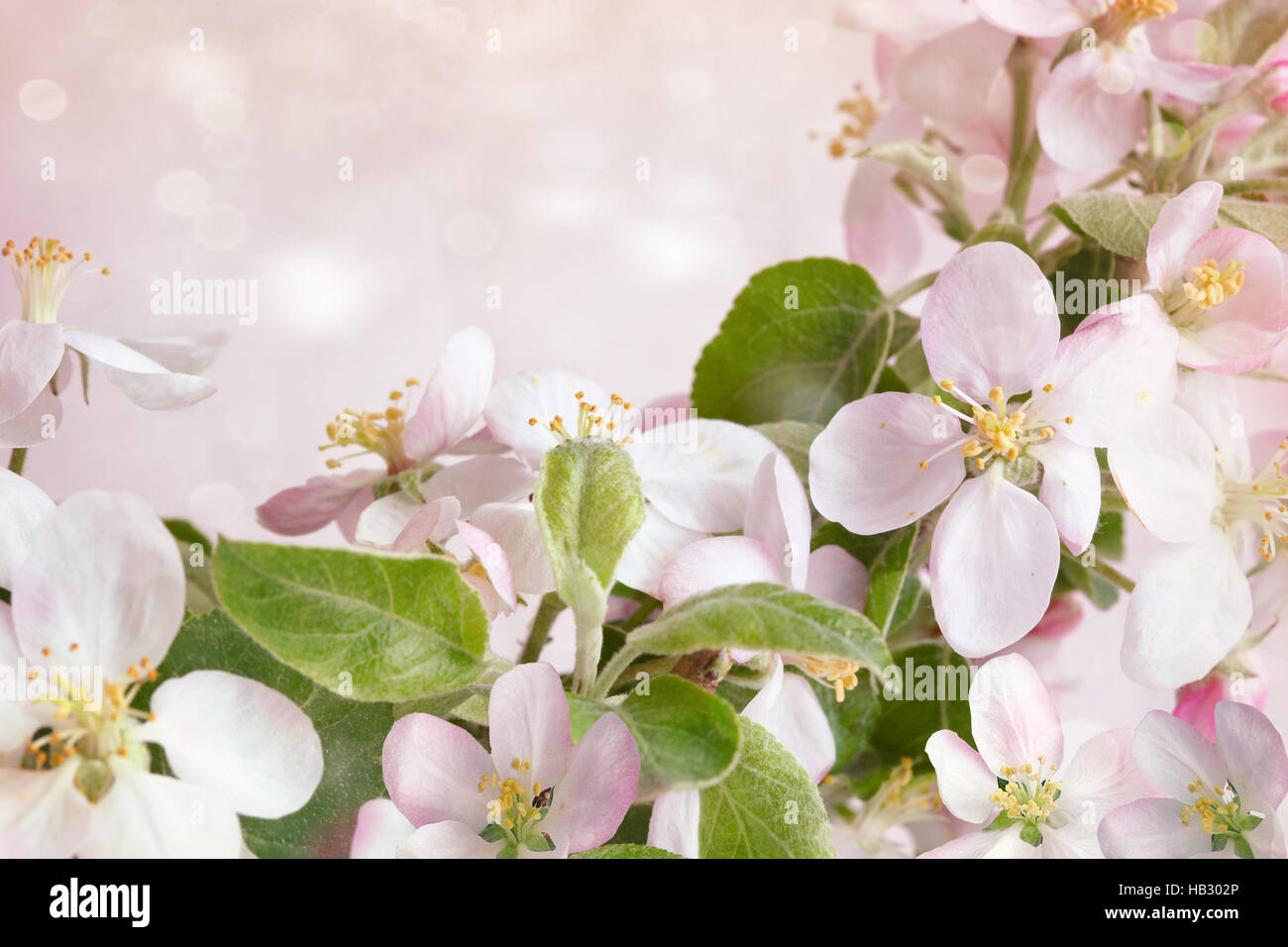 Frühlingsblüten vor rosa Hintergrund Stockfoto