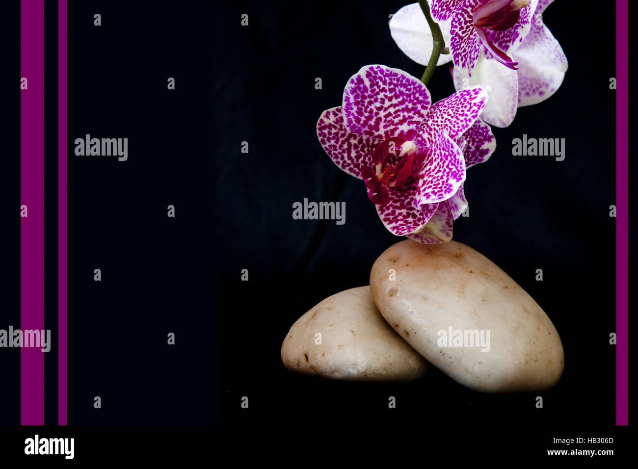 Rosa Orchidee auf Zen Steinen. Stockfoto