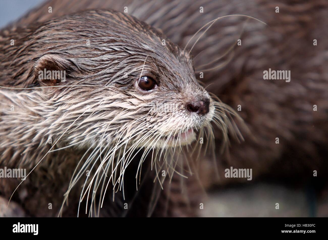 Orientalische kleine krallte otter Stockfoto