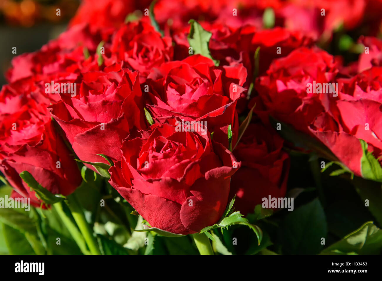 Rosen Stockfoto