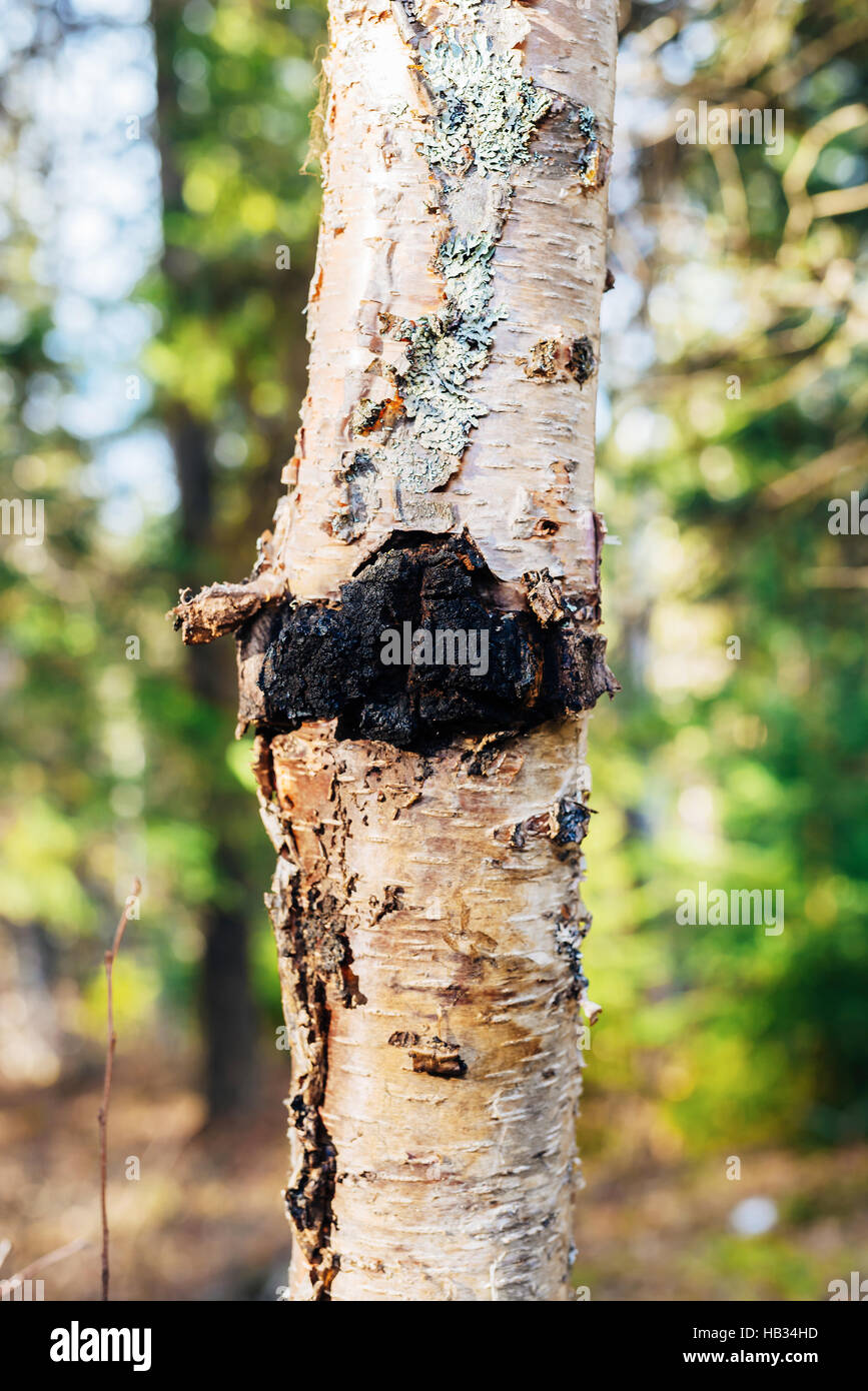Sklerotien Stockfotos Und Bilder Kaufen Alamy