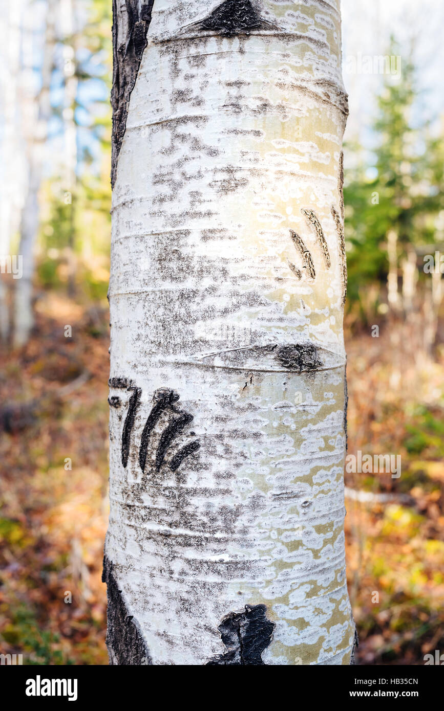 Eine Birke, gezeichnet von den Klauen eines Bären, in der Nähe von Clearwater, Britisch-Kolumbien, Kanada Stockfoto