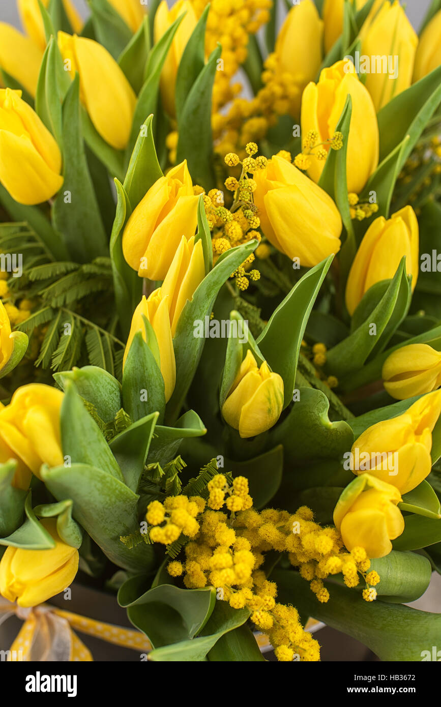 Hellen Frühlingsstrauß Tulpen und Mimosen Blüten Stockfoto