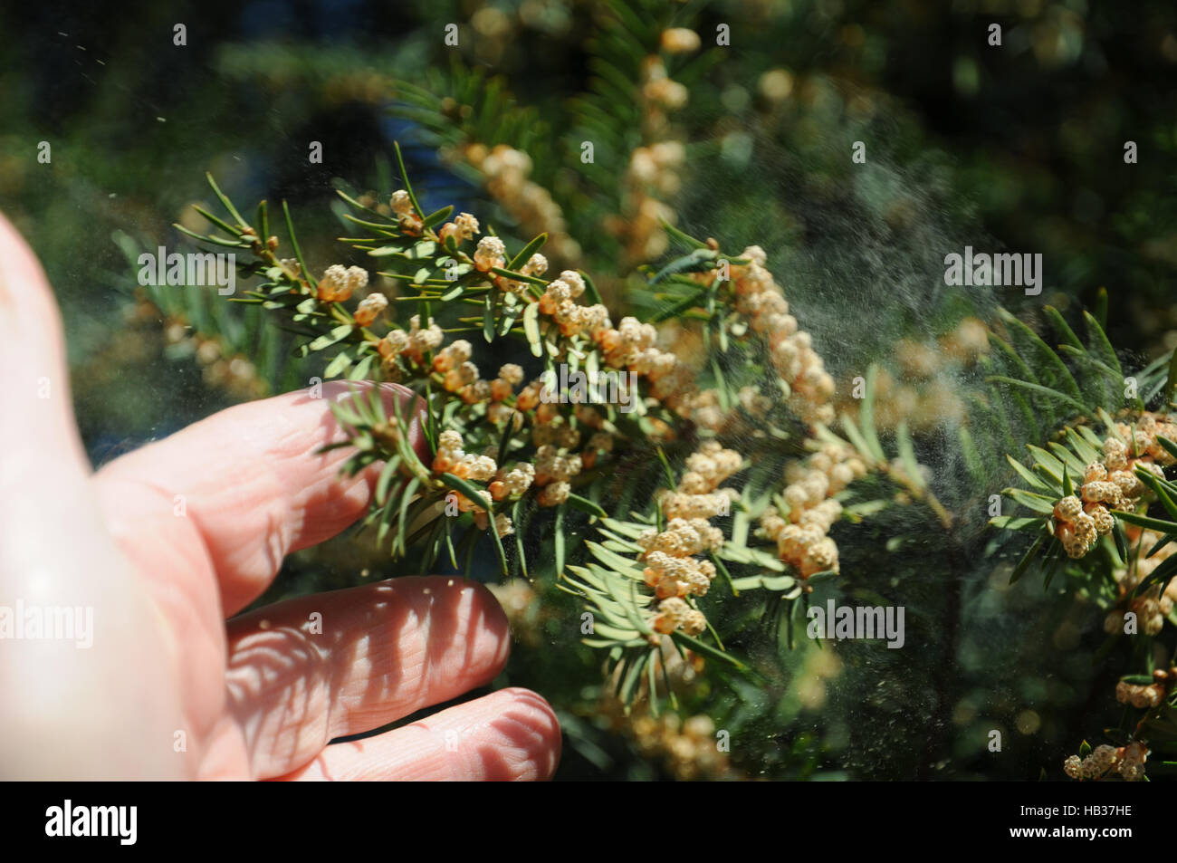 Taxus Baccata, Eibe, staubigen pollen Stockfotografie - Alamy