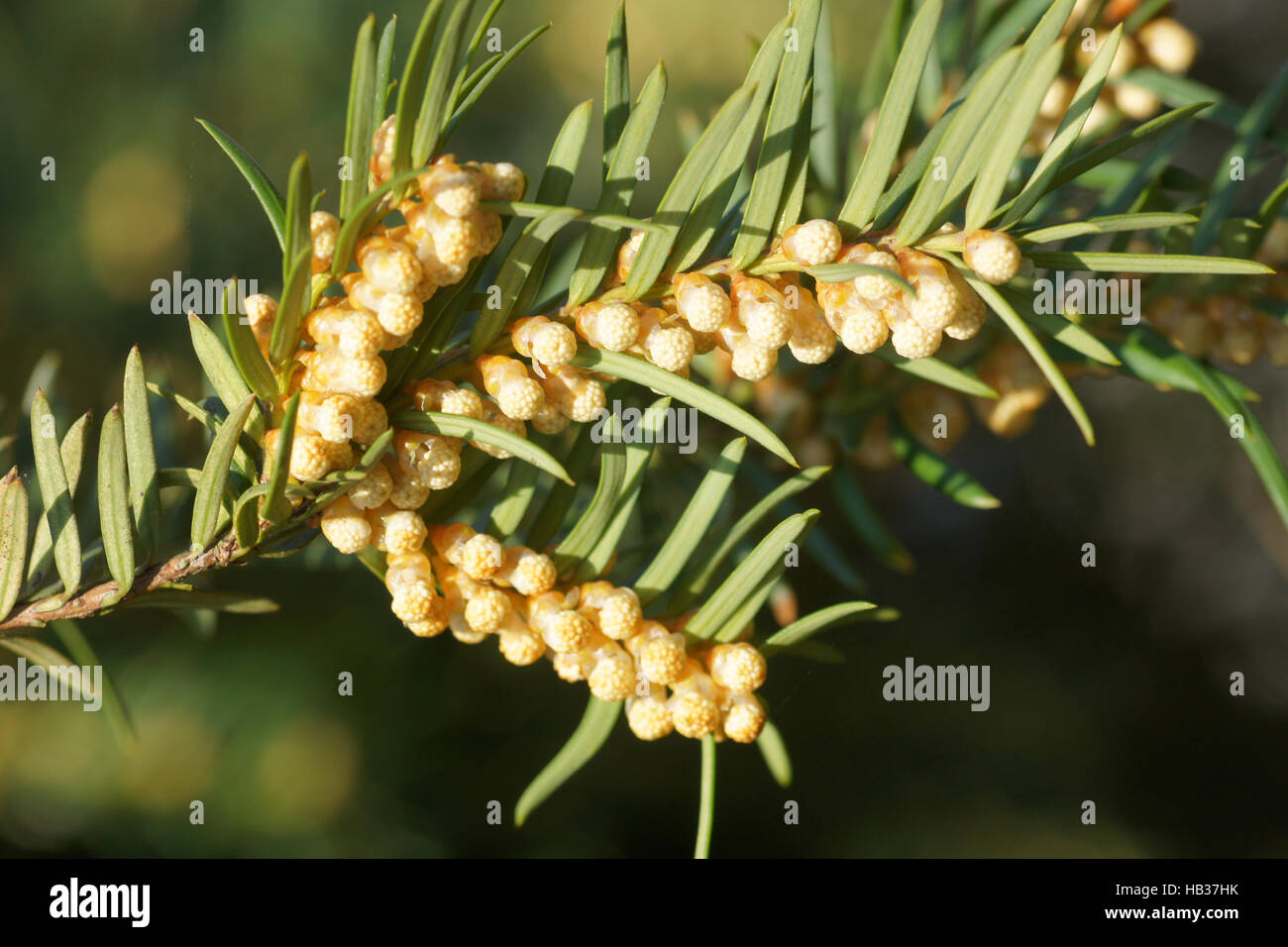 Taxus Baccata, Eibe, mnnliche Blten Stockfotografie - Alamy