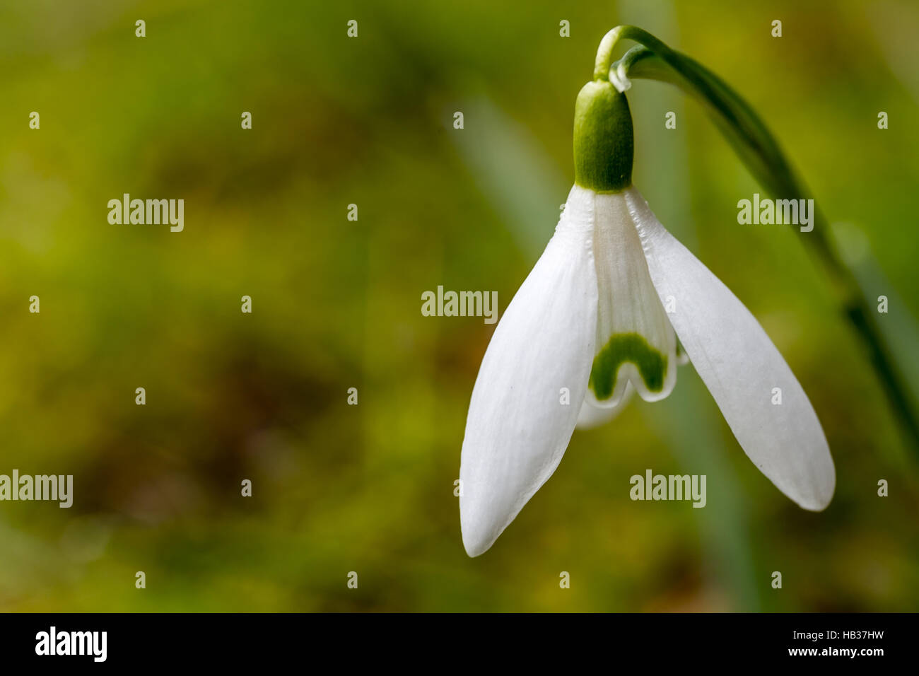 Schneeglöckchen - Makro Stockfoto