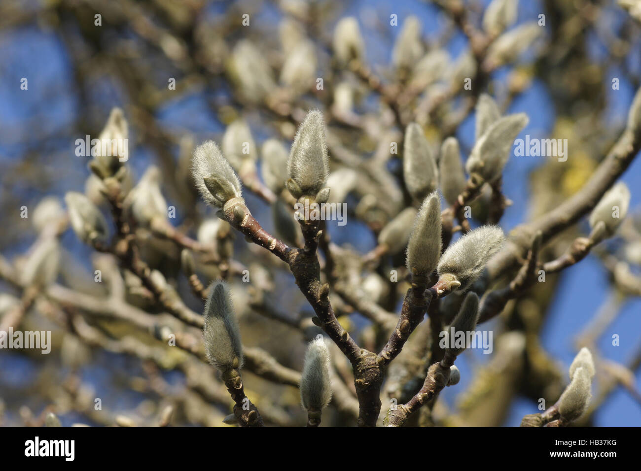 Magnolia x Soulangiana, Soucer Magnolie, Knospen Stockfoto